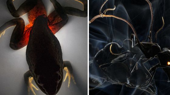 被寄生虫变成僵尸的昆虫