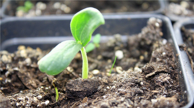 黑龙江将全面禁止转基因作物