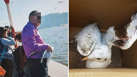 昆明游客捕鸥拍照致翅膀折断