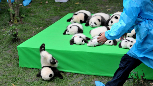 团团圆圆才是真的过年 全球大熊猫怎么"忙年"