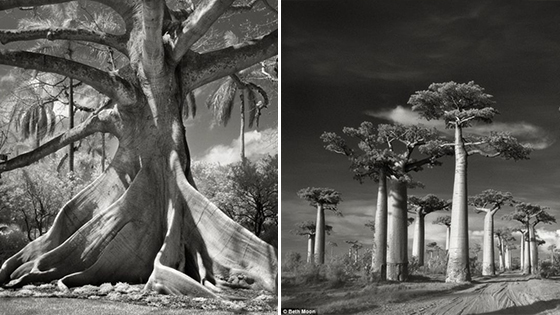 最古老树木 有些已经2000岁