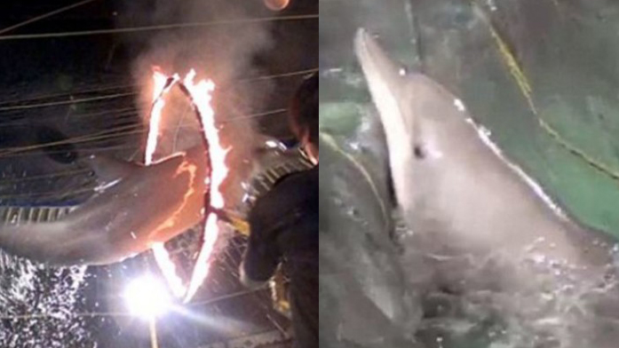 印尼马戏团逼海豚跳火圈