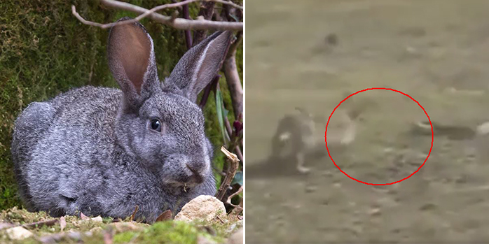 兔子vs蛇图片