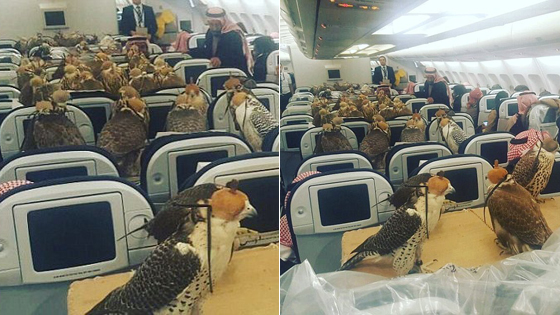 沙特国王到访中国 带506吨行李与2部镀金电梯