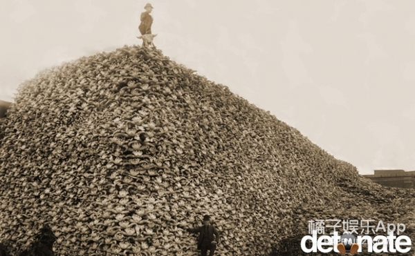 2、野牛头骨山.在19世纪70年代，为了得到野牛皮，成千上万的的野牛被猎杀，濒临灭绝。这张图片上高高堆起来的全是野牛的头骨。
