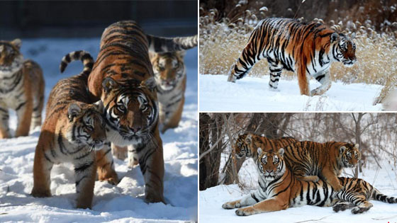 东北虎亮照回应“胖成球”