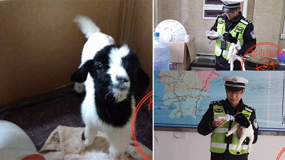 羊妈妈被撞死时生出小羊