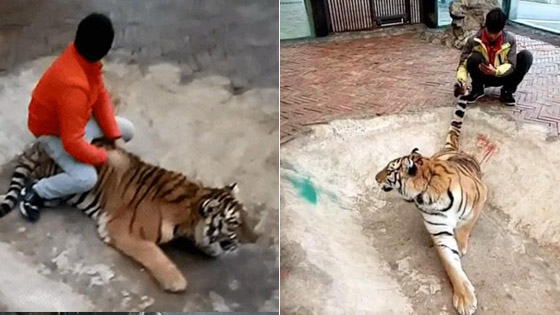 野生动物园饲养员被曝网络直播“虐虎”