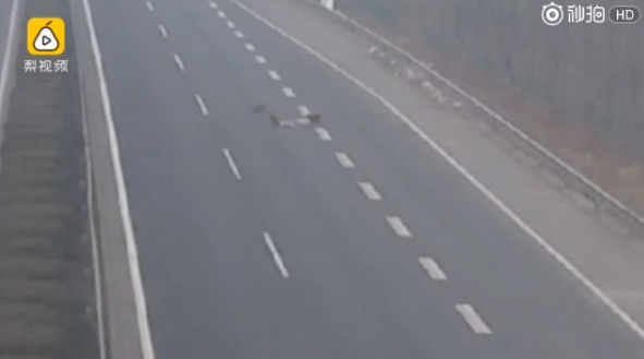 监拍五只小狗误闯高速 悲剧之中又见感动