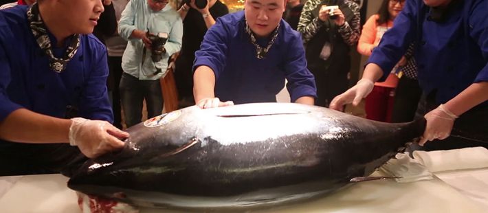 蓝鳍金枪鱼被吃成“濒危”