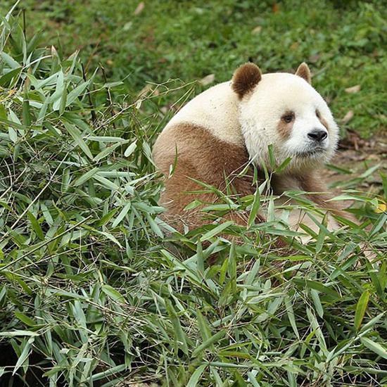 大熊猫的"彩色"照片你看过吗