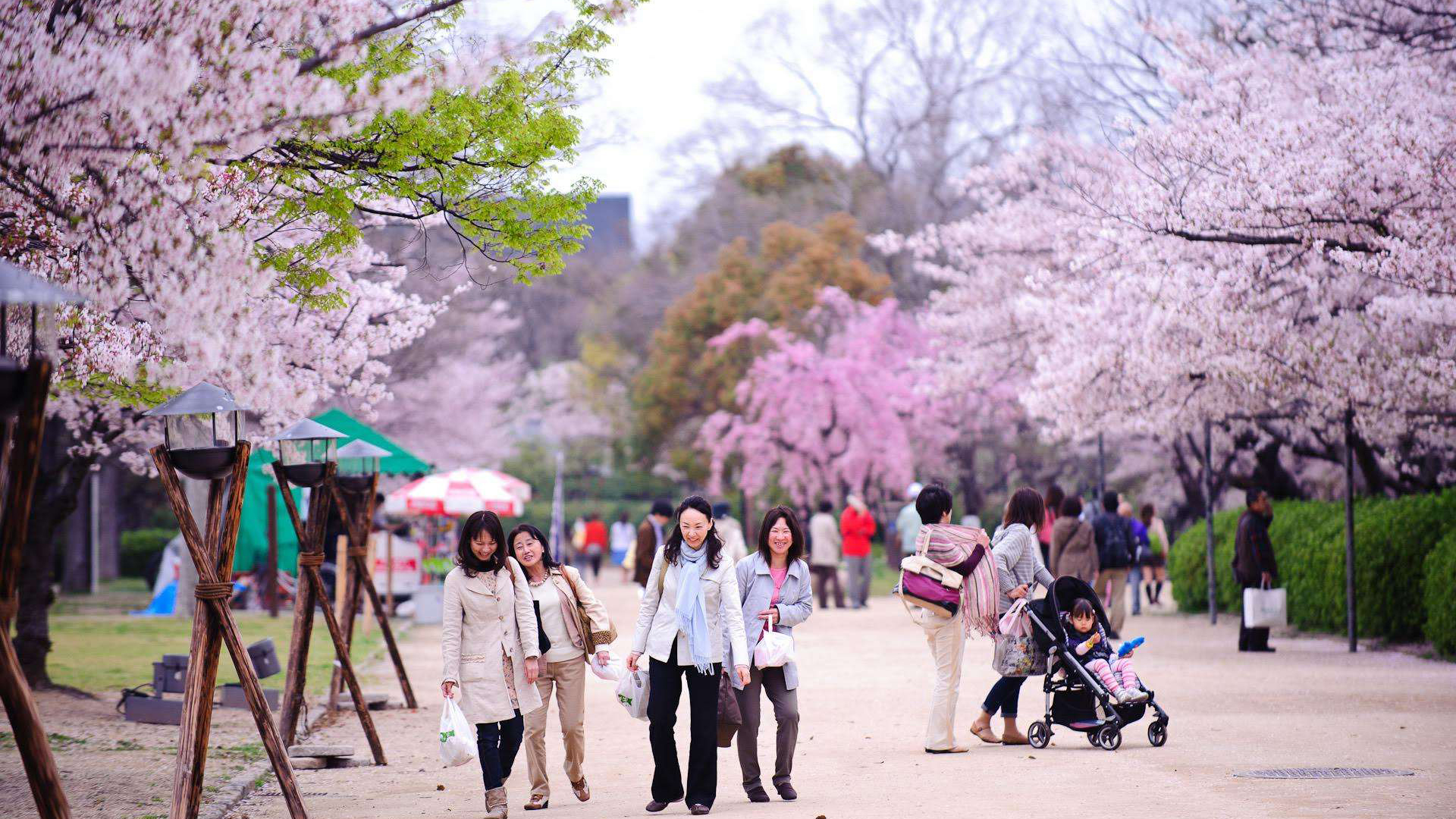 武大樱花节将至赏樱提前预约每天最多3万人