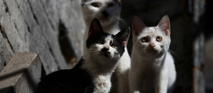 男子为谋生大量杀猫卖钱