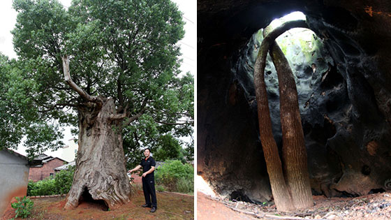 奇观！百年古树肚子里长新树