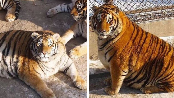 哈尔滨东北虎胖成气球