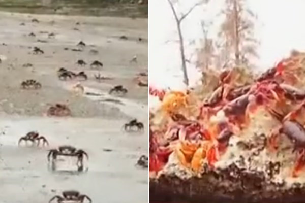 继丹麦生蚝后 中国网民又想帮古巴