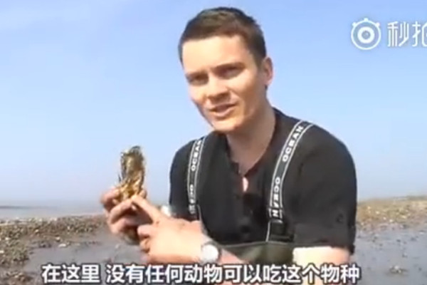 视频来了！实拍丹麦遍布生蚝的海滩