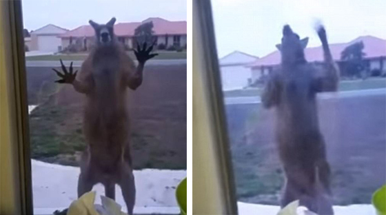 居民门外现肌肉袋鼠疯狂敲窗