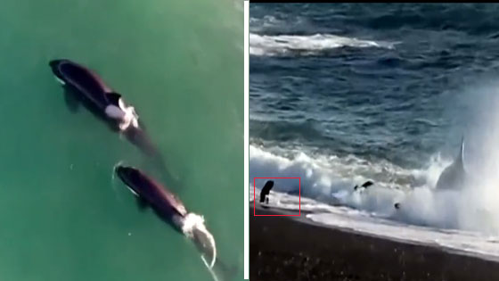 害怕！阿根廷虎鲸冲上岸捕食海狮