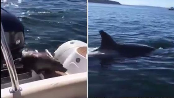 杀人鲸来了！海豹死命爬上船求救