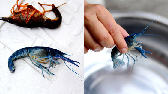 江苏南通村民捕到蓝色小龙虾