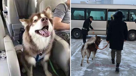 王思聪爱犬王可可奢靡