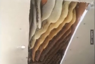 他把半夜发出怪声的天花板锯开 結果救了自己一命…