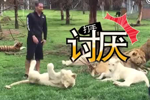 饲养员正和狮子玩耍 殊不知养大的老虎悄悄救了他