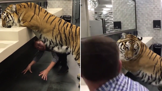 洗手台趴着只老虎在喝水 你还敢上厕所吗