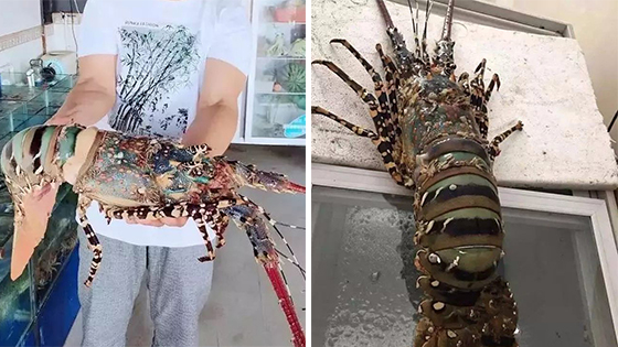 渔民捕获七彩“神虾”总长1米4重达6斤