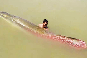 河中怪物：巨骨舌鱼 比成年人类还要高