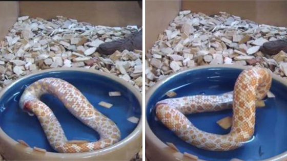 蛇活吞自己尾巴变一圈 惊悚画面吓坏网友