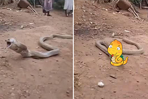 实拍.眼镜蛇吞下大号饮料瓶却当场噎住