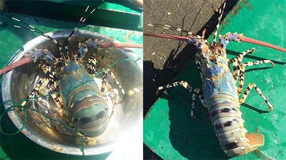 渔民再次捞到中华锦绣龙虾 长一米多