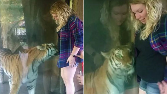 老虎也卖萌！隔着玻璃不停亲吻孕妇肚子