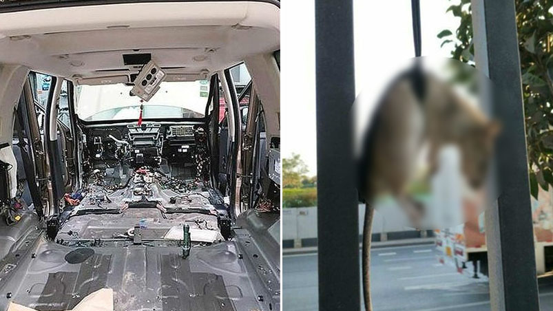 百万豪车住进老鼠 为抓它车主拆得剩车壳