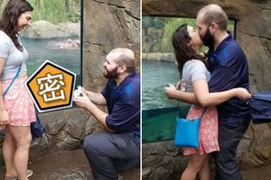 男子求婚水箱中河马突然乱入 画面让人笑喷