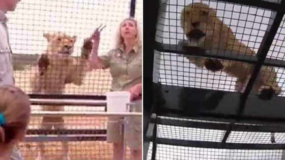 澳洲动物园新玩法:游客进笼让狮子