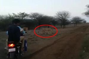 作死！印度四名大胆男子骑摩托追赶狮子