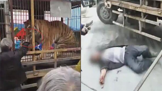 大爷街头喂食马戏团老虎 手被一口咬死不放