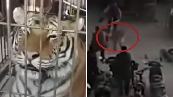 马戏团老虎失控冲出牢笼 多人被抓咬受伤