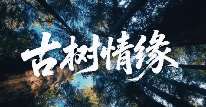 文脉华章 | 微视频《古树情缘》