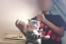 男子虐杀女友小猫逼复合 被人肉遭暴打