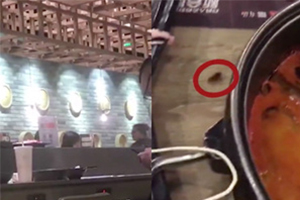 这算加个菜吗？ 呷哺餐桌蟑螂乱爬