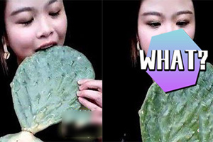 女子作死直播生吃仙人掌 这一幕让她后悔