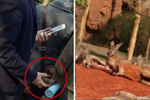 男子动物园屡次用石块砸袋鼠：“难得来一趟”