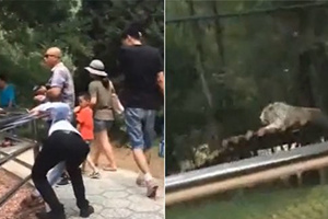 游客拿石头猛砸老虎 同行人大喊：拿大石头砸！