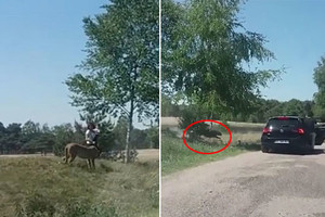 作死！游客野生动物园内下车 险被猎豹攻击