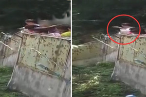 游客捡石头砸大熊猫吸引其注意，被拉黑