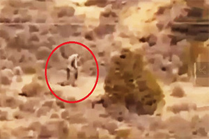 网友拍到“野人”出没沙漠